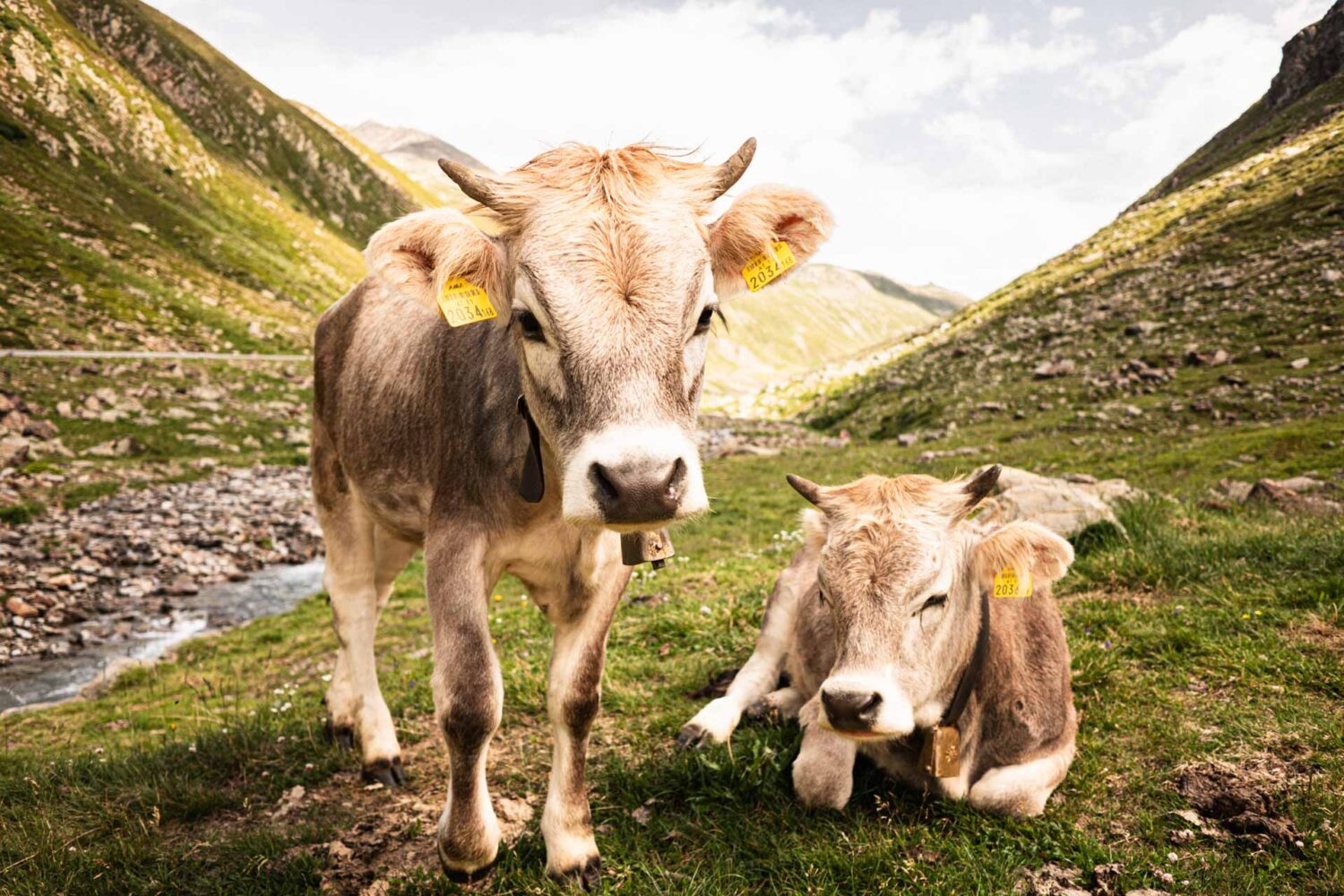 Kühe, Rinder am Timmelsjoch