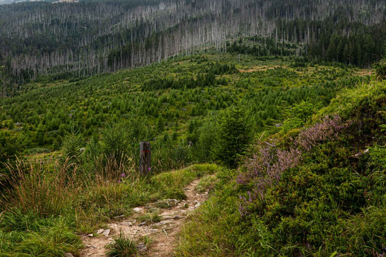 Sich regenerierender Wald in der Hohen Tatra, 13 Jahre nach Kyrill