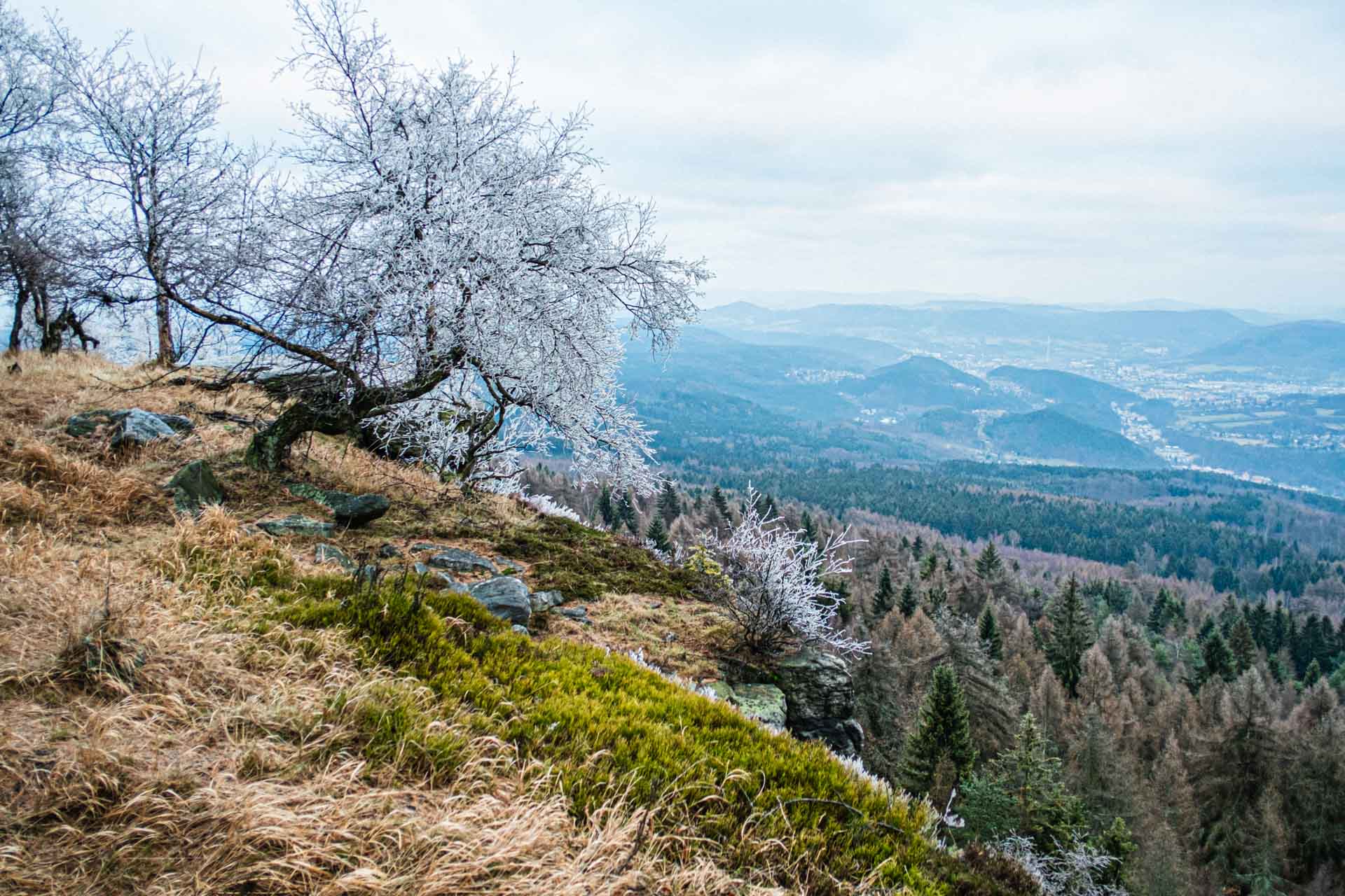 Hoher Schneeberg (Děčínský Sněžník)